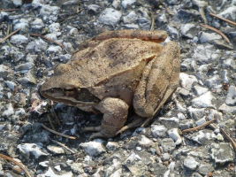 Auf Wanderung,