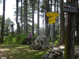 Gösing