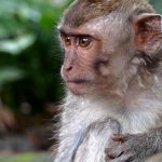„Wandern und Kultur auf Bali und Java“ am 17.4.